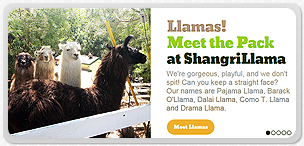 Llama Web Design