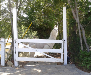 Dalai Llama Greets Visitors