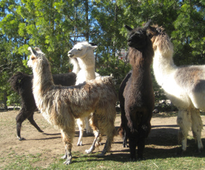 A Pack of Llamas