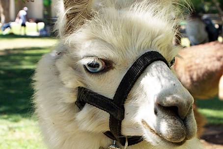 Dalai Llama